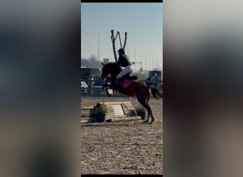 Duitse rijpony, Merrie, 5 Jaar, 147 cm, Vos