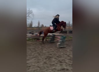 Duitse rijpony, Merrie, 5 Jaar, 147 cm, Vos