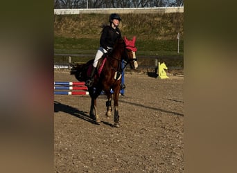 Duitse rijpony, Merrie, 5 Jaar, 147 cm, Vos