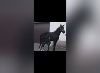 Duitse rijpony, Merrie, 5 Jaar, 147 cm, Zwart