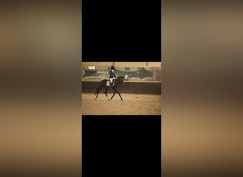 Duitse rijpony, Merrie, 5 Jaar, 147 cm, Zwart