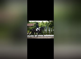 Duitse rijpony, Merrie, 5 Jaar, 147 cm, Zwart