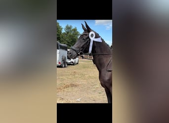 Duitse rijpony, Merrie, 5 Jaar, 147 cm, Zwart