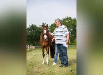 Duitse rijpony, Merrie, 5 Jaar, 148 cm, Brauner