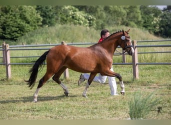 Duitse rijpony, Merrie, 5 Jaar, 148 cm, Brauner