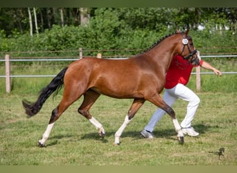Duitse rijpony, Merrie, 5 Jaar, 148 cm, Brauner
