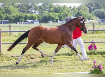 Duitse rijpony, Merrie, 5 Jaar, 148 cm, Brauner