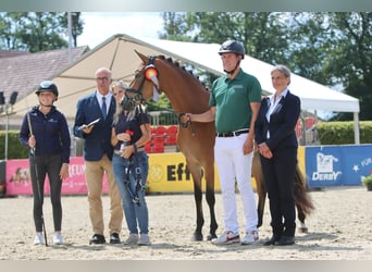 Duitse rijpony, Merrie, 5 Jaar, 148 cm, Bruin