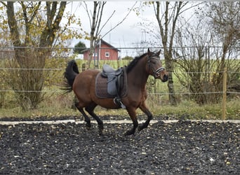 Duitse rijpony, Merrie, 5 Jaar, 148 cm, Bruin
