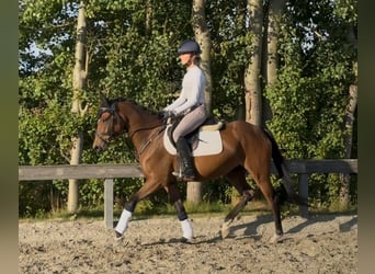 Duitse rijpony, Merrie, 5 Jaar, 148 cm, Bruin