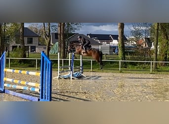 Duitse rijpony, Merrie, 5 Jaar, 148 cm, Bruin