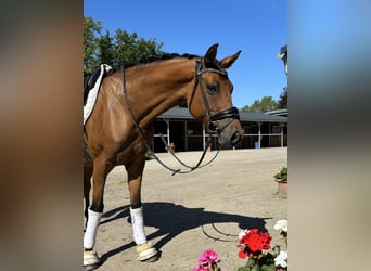 Deutsches Reitpony, Stute, 5 Jahre, 148 cm, Champagne