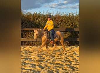 Duitse rijpony, Merrie, 5 Jaar, 148 cm, Champagne