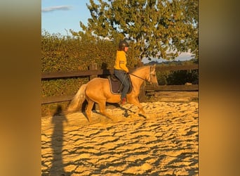 Duitse rijpony, Merrie, 5 Jaar, 148 cm, Champagne