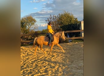 Duitse rijpony, Merrie, 5 Jaar, 148 cm, Champagne