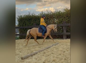 Duitse rijpony, Merrie, 5 Jaar, 148 cm, Champagne