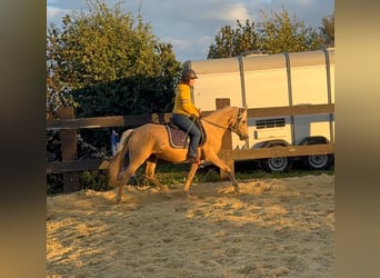 Duitse rijpony, Merrie, 5 Jaar, 148 cm, Champagne