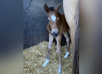 Duitse rijpony, Merrie, 5 Jaar, 148 cm, Donkerbruin