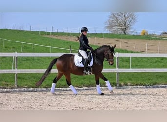 Duitse rijpony, Merrie, 5 Jaar, 148 cm, Donkerbruin