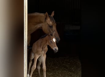 Duitse rijpony, Merrie, 5 Jaar, 148 cm, Donkerbruin