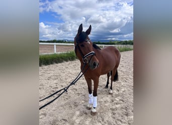 Duitse rijpony, Merrie, 5 Jaar, 148 cm, Falbe
