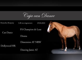 Duitse rijpony, Merrie, 5 Jaar, 148 cm, Falbe