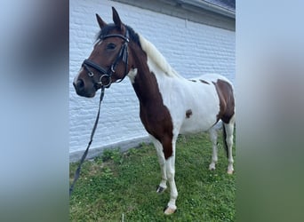 Duitse rijpony, Merrie, 5 Jaar, 148 cm, Gevlekt-paard