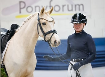 Duitse rijpony, Merrie, 5 Jaar, 148 cm, Palomino