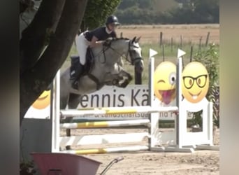 Duitse rijpony, Merrie, 5 Jaar, 148 cm, Schimmel