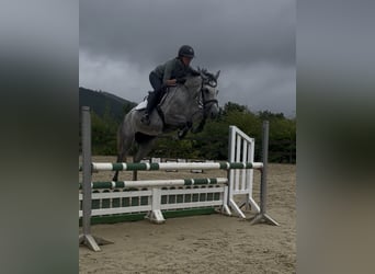 Duitse rijpony, Merrie, 5 Jaar, 148 cm, Schimmel