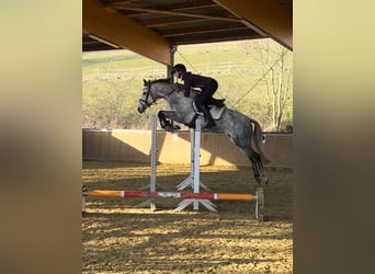 Duitse rijpony, Merrie, 5 Jaar, 148 cm, Schimmel