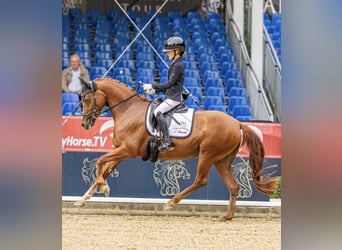 Duitse rijpony, Merrie, 5 Jaar, 148 cm, Vos