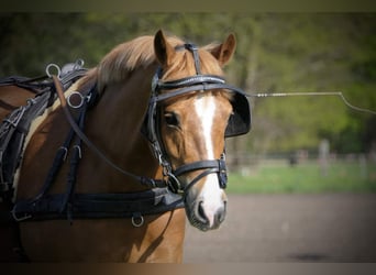 Duitse rijpony, Merrie, 5 Jaar, 148 cm, Vos