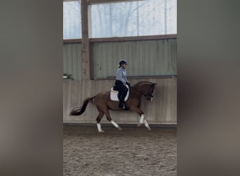 Duitse rijpony, Merrie, 5 Jaar, 148 cm, Vos