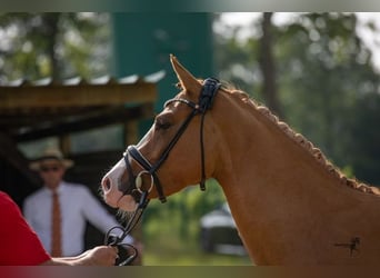 Duitse rijpony, Merrie, 5 Jaar, 148 cm, Vos