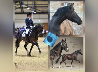 Duitse rijpony, Merrie, 5 Jaar, 148 cm, Zwart