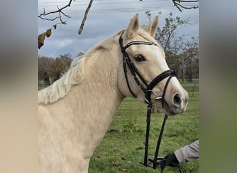 Duitse rijpony, Merrie, 5 Jaar, 149 cm, Palomino