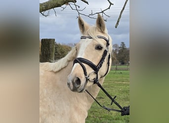 Duitse rijpony, Merrie, 5 Jaar, 149 cm, Palomino