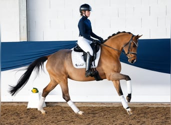 Duitse rijpony, Merrie, 5 Jaar, 150 cm, Bruin