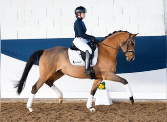 Duitse rijpony, Merrie, 5 Jaar, 150 cm, Bruin