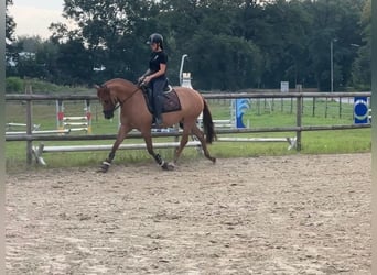 Duitse rijpony, Merrie, 5 Jaar, 150 cm, Vos