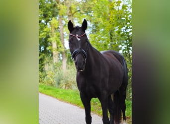 Duitse rijpony, Merrie, 5 Jaar, 150 cm, Zwart