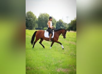 Duitse rijpony, Merrie, 5 Jaar, 151 cm, Bruin