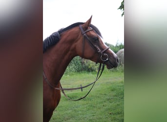 Duitse rijpony, Merrie, 5 Jaar, 151 cm, Bruin