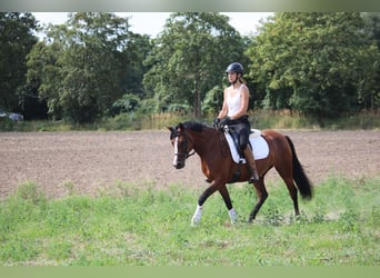 Duitse rijpony, Merrie, 5 Jaar, 151 cm, Bruin