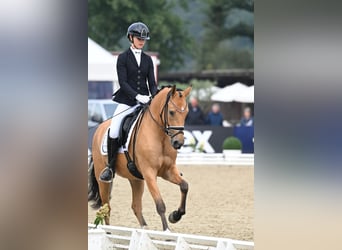 Duitse rijpony, Merrie, 5 Jaar, 152 cm, Buckskin