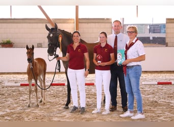 Duitse rijpony, Merrie, 5 Jaar, 152 cm