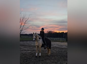 Duitse rijpony, Merrie, 5 Jaar, 152 cm, Palomino