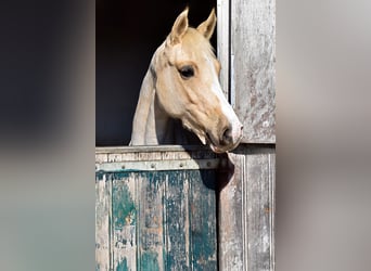 Duitse rijpony, Merrie, 5 Jaar, 152 cm, Palomino