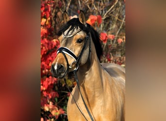 Duitse rijpony, Merrie, 5 Jaar, 153 cm, Donkere-vos